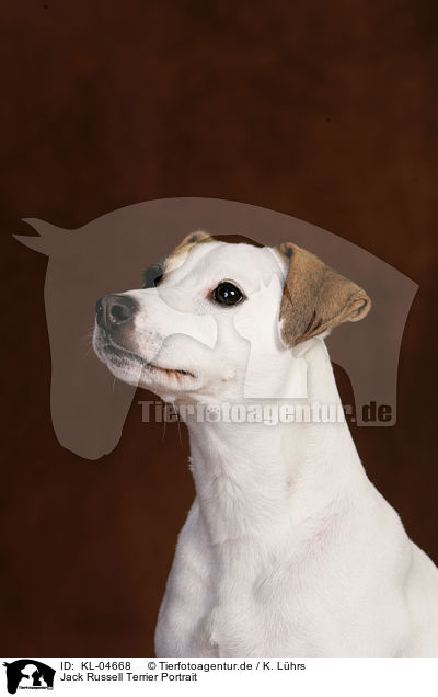Jack Russell Terrier Portrait / Jack Russell Terrier Portrait / KL-04668