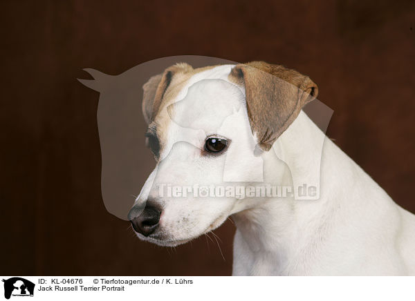 Jack Russell Terrier Portrait / Jack Russell Terrier Portrait / KL-04676