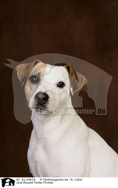 Jack Russell Terrier Portrait / Jack Russell Terrier Portrait / KL-04678