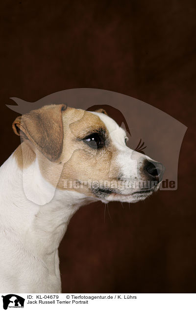 Jack Russell Terrier Portrait / Jack Russell Terrier Portrait / KL-04679