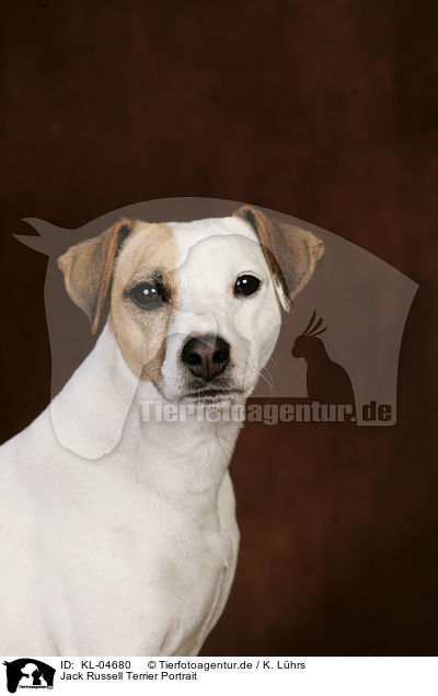 Jack Russell Terrier Portrait / Jack Russell Terrier Portrait / KL-04680