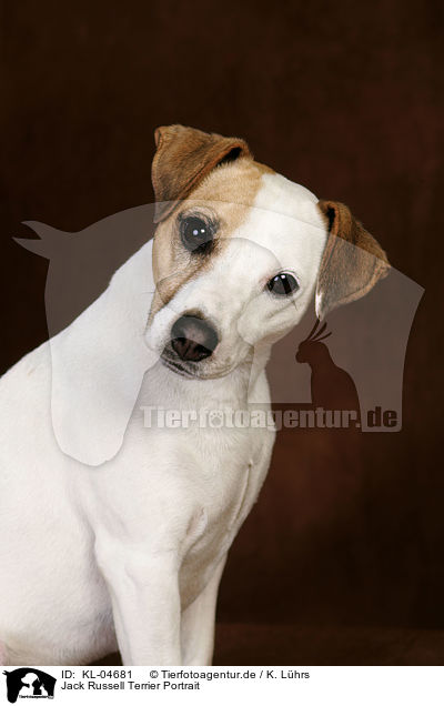 Jack Russell Terrier Portrait / Jack Russell Terrier Portrait / KL-04681