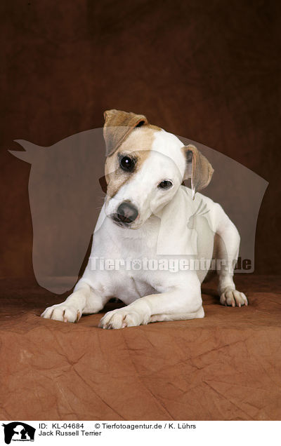 Jack Russell Terrier / Jack Russell Terrier / KL-04684