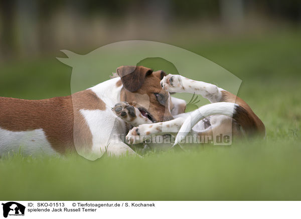 spielende Jack Russell Terrier / playing Jack Russell Terrier / SKO-01513