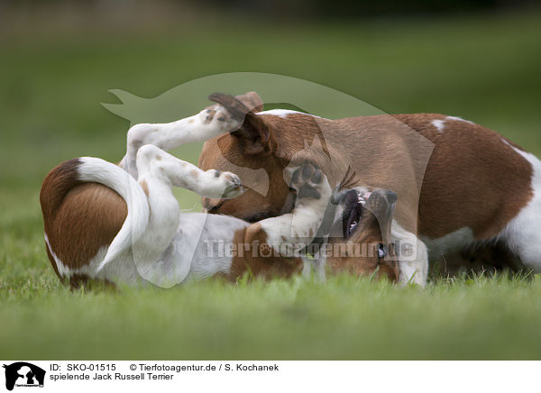 spielende Jack Russell Terrier / playing Jack Russell Terrier / SKO-01515