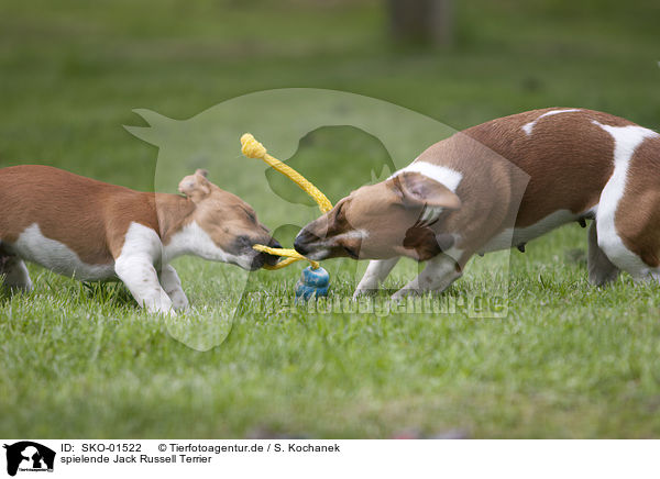 spielende Jack Russell Terrier / playing Jack Russell Terrier / SKO-01522
