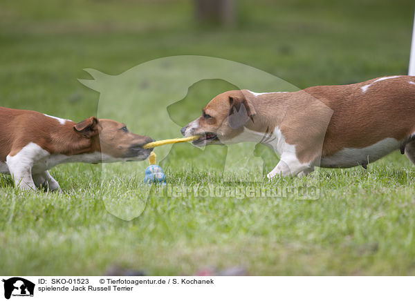 spielende Jack Russell Terrier / playing Jack Russell Terrier / SKO-01523