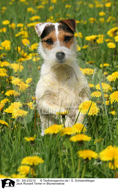 Parson Russell Terrier macht M�nnchen / Parson Russell Terrier shows trick / SS-23210
