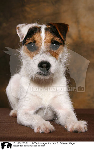 liegender Parson Russell Terrier / lying Parson Russell Terrier / SS-23551