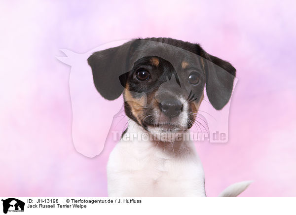 Jack Russell Terrier Welpe / Jack Russell Terrier Puppy / JH-13198