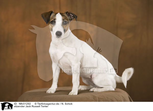 sitzender Jack Russell Terrier / sitting Jack Russell Terrier / NN-01292