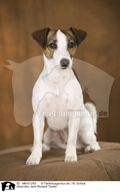 sitzender Jack Russell Terrier / sitting Jack Russell Terrier / NN-01293