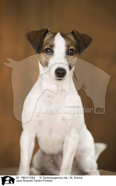 Jack Russell Terrier Portrait / Jack Russell Terrier Portrait / NN-01294