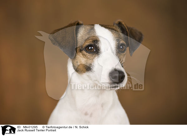 Jack Russell Terrier Portrait / NN-01295