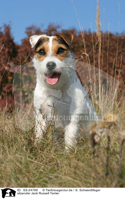 sitzender Parson Russell Terrier / sitting Parson Russell Terrier / SS-24799