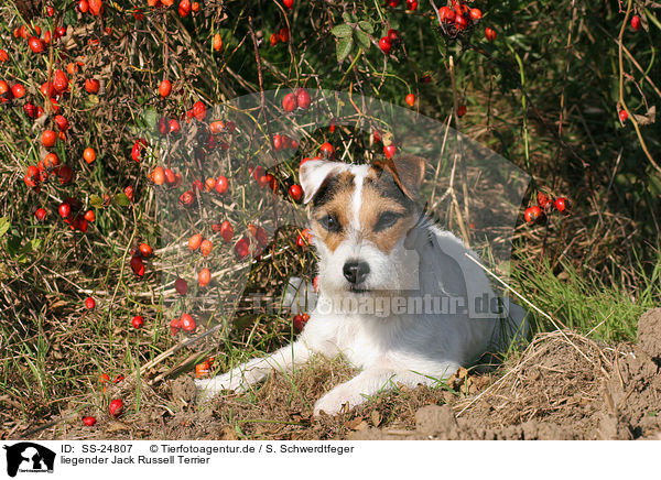 liegender Parson Russell Terrier / lying Parson Russell Terrier / SS-24807