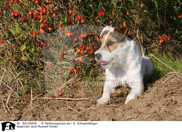 liegender Parson Russell Terrier / lying Parson Russell Terrier / SS-24809