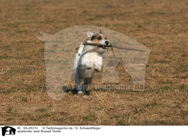spielender Parson Russell Terrier / playing Parson Russell Terrier / SS-25314