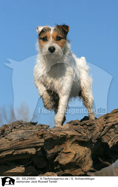 stehender Parson Russell Terrier / standing Parson Russell Terrier / SS-25890