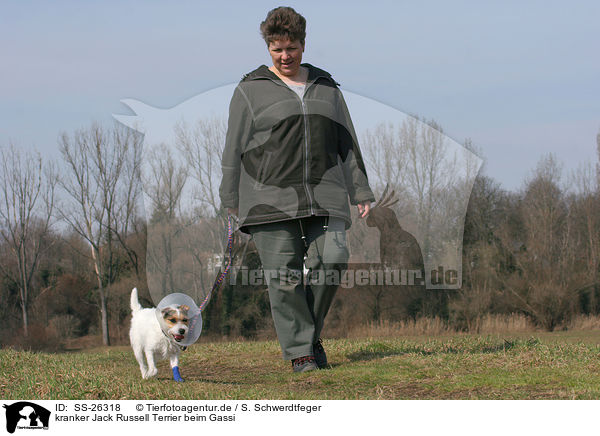 kranker Parson Russell Terrier beim Gassi / woman with injured Parson Russell Terrier / SS-26318