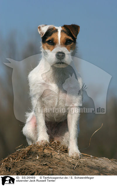 sitzender Parson Russell Terrier / sitting Parson Russell Terrier / SS-26469