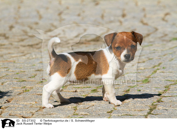 Jack Russell Terrier Welpe / Jack Russell Terrier Puppy / SS-27302