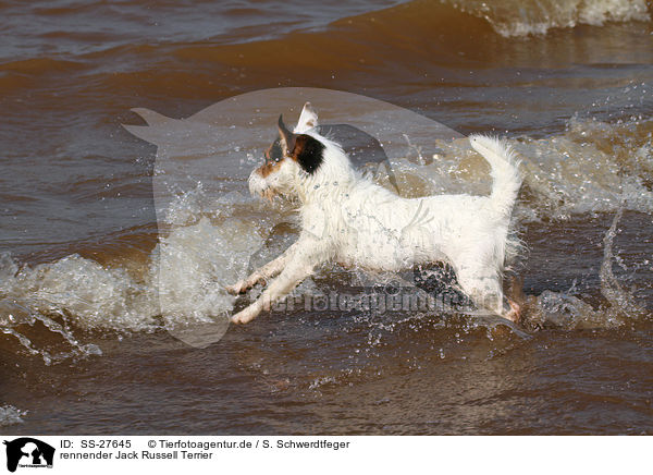 rennender Parson Russell Terrier / running Parson Russell Terrier / SS-27645