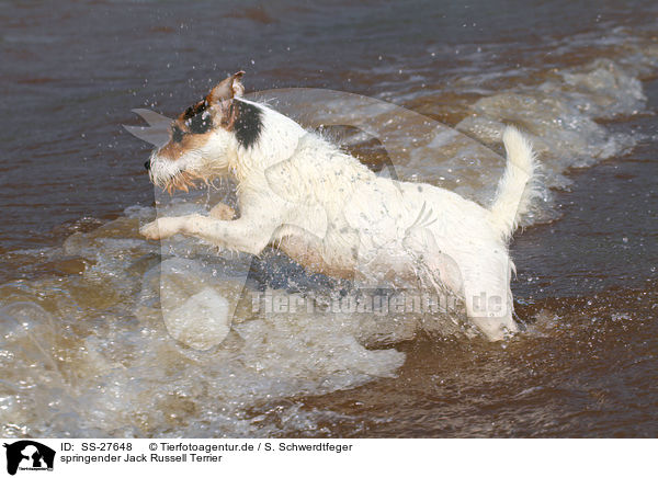 springender Parson Russell Terrier / jumping Parson Russell Terrier / SS-27648