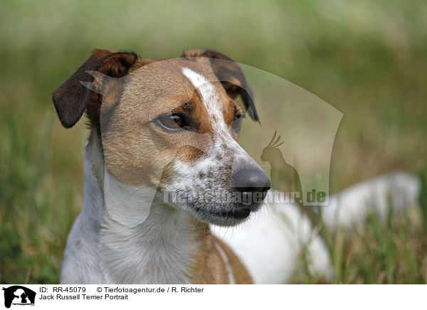 Jack Russell Terrier Portrait / Jack Russell Terrier Portrait / RR-45079