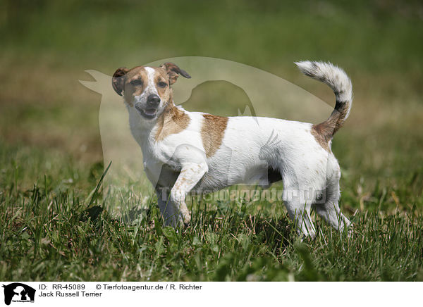 Jack Russell Terrier / Jack Russell Terrier / RR-45089