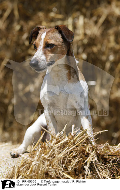 sitzender Jack Russell Terrier / sitting Parson Russell Terrier / RR-45095