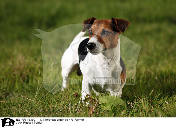 Jack Russell Terrier / Jack Russell Terrier / RR-45399