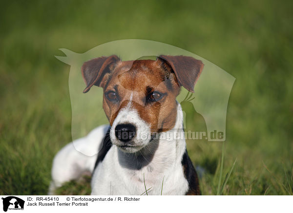Jack Russell Terrier Portrait / Jack Russell Terrier Portrait / RR-45410