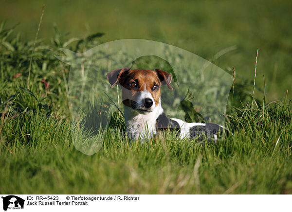Jack Russell Terrier Portrait / Jack Russell Terrier Portrait / RR-45423