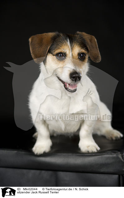sitzender Jack Russell Terrier / sitting Jack Russell Terrier / NN-02044