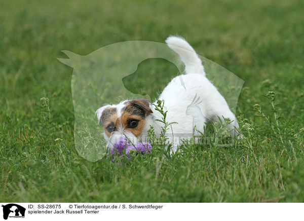 spielender Parson Russell Terrier / playing Parson Russell Terrier / SS-28675