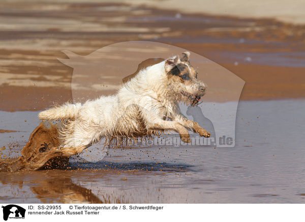 rennender Parson Russell Terrier / running Parson Russell Terrier / SS-29955