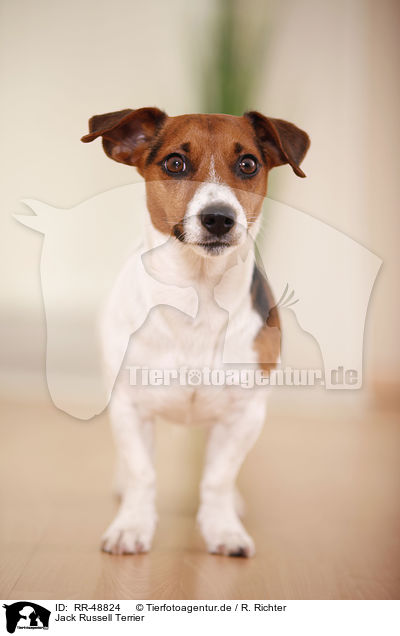 Jack Russell Terrier / Jack Russell Terrier / RR-48824