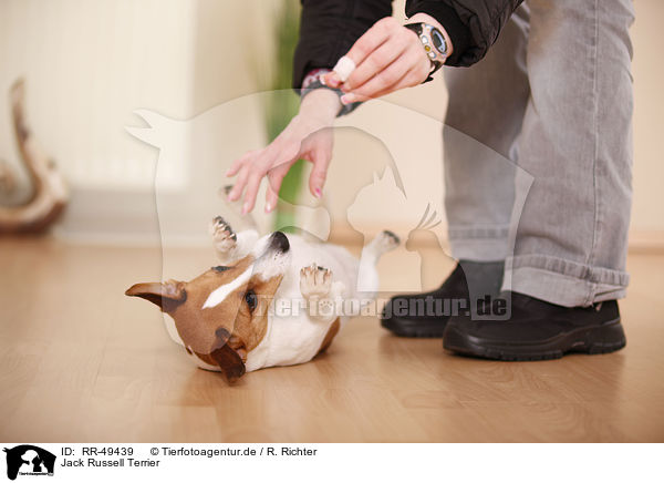 Jack Russell Terrier / Jack Russell Terrier / RR-49439