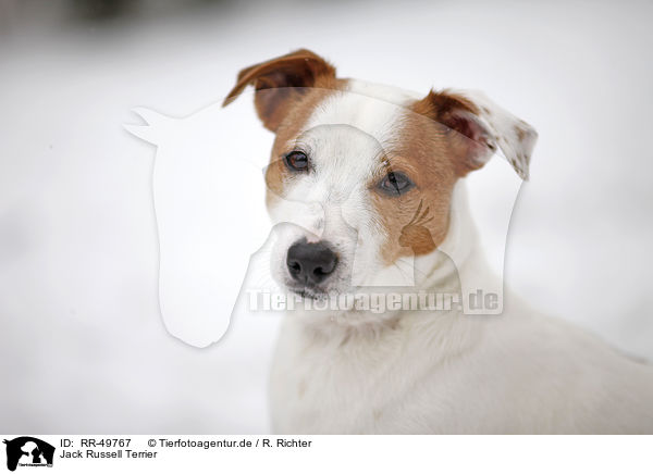 Jack Russell Terrier / Jack Russell Terrier / RR-49767