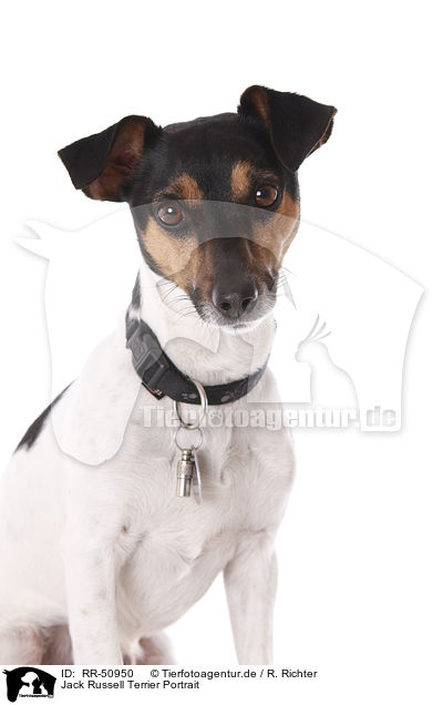 Jack Russell Terrier Portrait / Jack Russell Terrier Portrait / RR-50950
