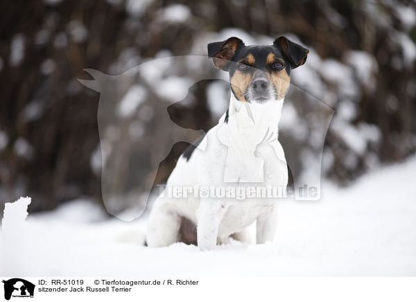 sitzender Jack Russell Terrier / sitting Jack Russell Terrier / RR-51019