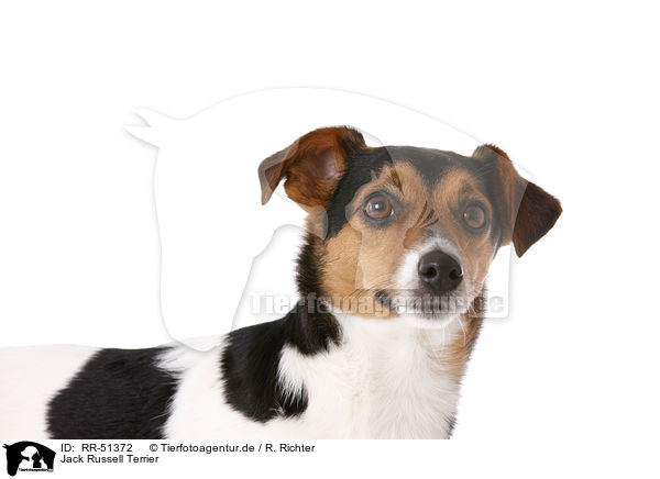 Jack Russell Terrier / Jack Russell Terrier / RR-51372