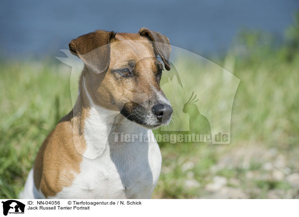 Jack Russell Terrier Portrait / Jack Russell Terrier Portrait / NN-04056