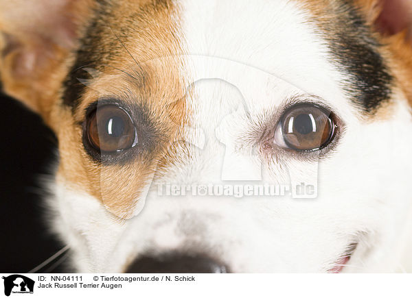 Jack Russell Terrier Augen / Jack Russell Terrier eyes / NN-04111