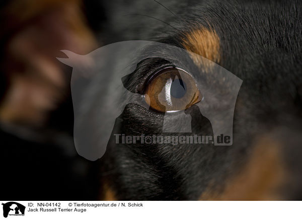 Jack Russell Terrier Auge / Jack Russell Terrier eye / NN-04142