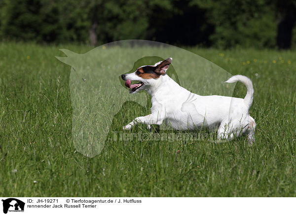 rennender Jack Russell Terrier / running Jack Russell Terrier / JH-19271