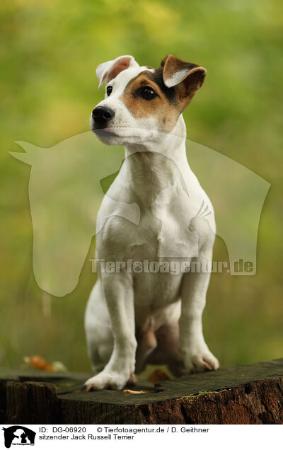 sitzender Jack Russell Terrier / DG-06920