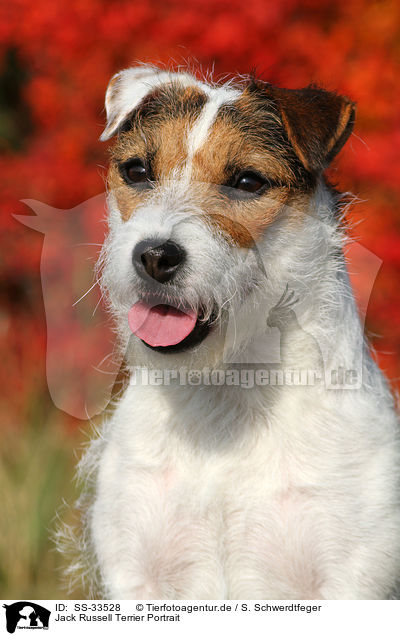 Parson Russell Terrier Portrait / Parson Russell Terrier Portrait / SS-33528