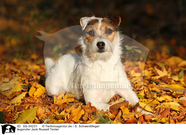 liegender Parson Russell Terrier / lying Parson Russell Terrier / SS-34231